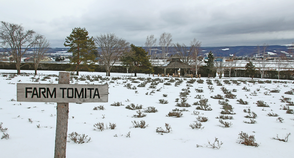 気温が上がり、雪の下から顔を出したラベンダー