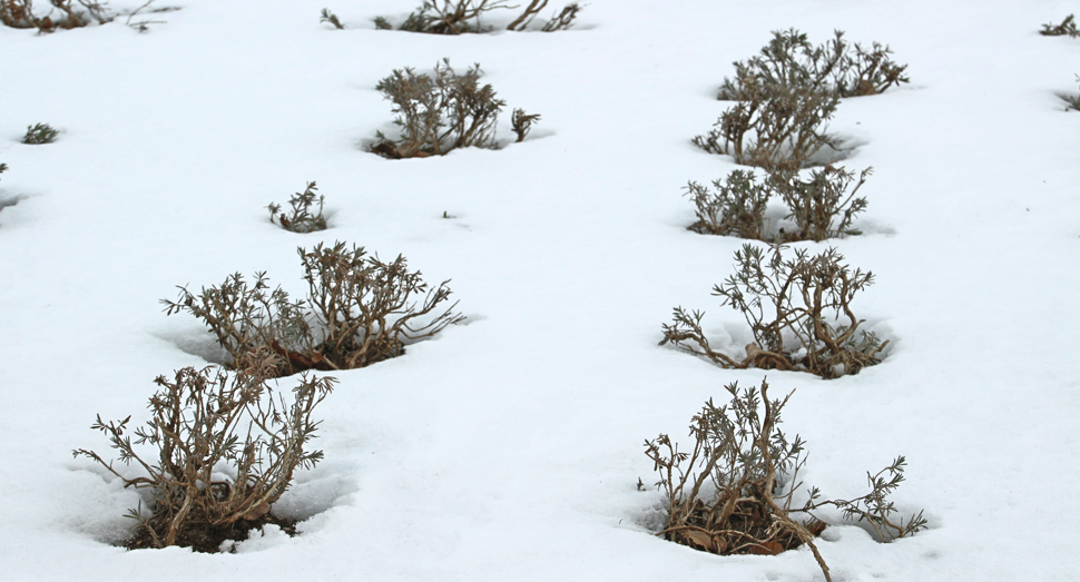 心なしか、まだ少し寒そうにしています
