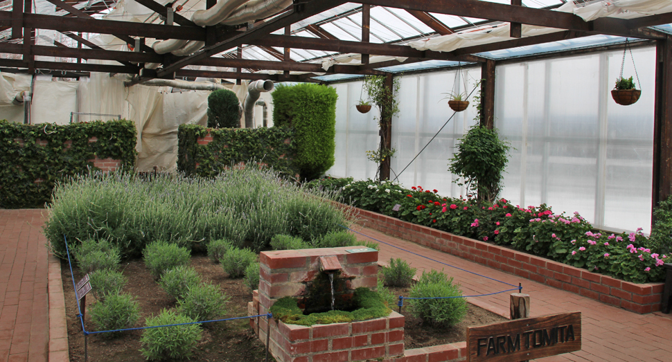 デンタータラベンダーやゼラニウムが見頃の温室