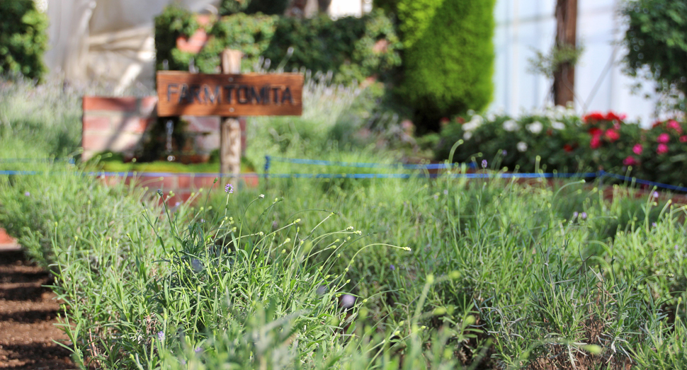 温室のラベンダーに小さな蕾がついています