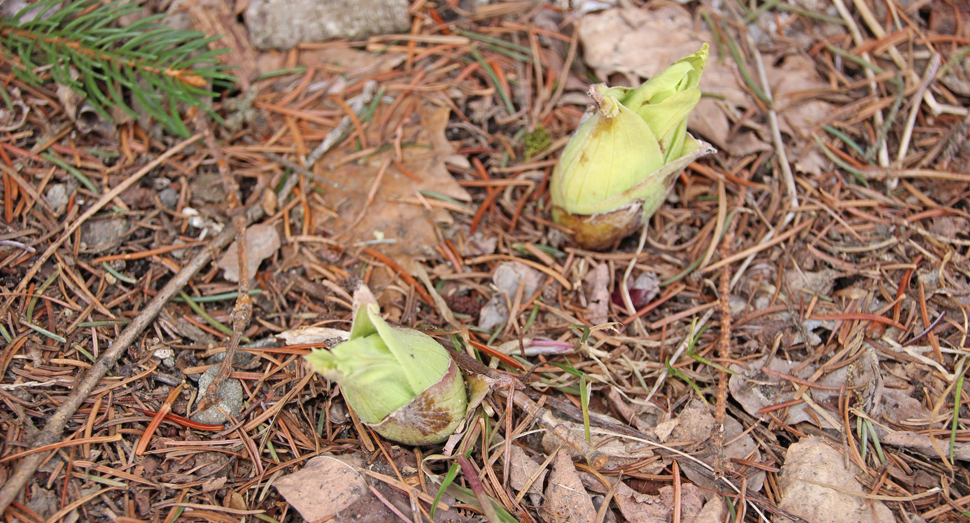 フキノトウが顔を出していました