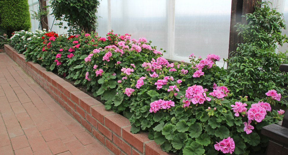 温室を彩るゼラニウム