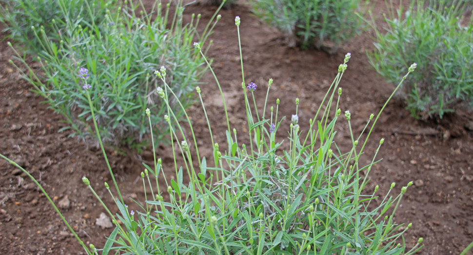 温室のラベンダーの開花が楽しみです