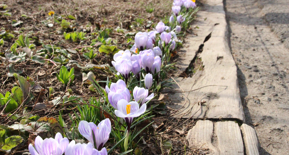 クロッカスが続々と開花しています