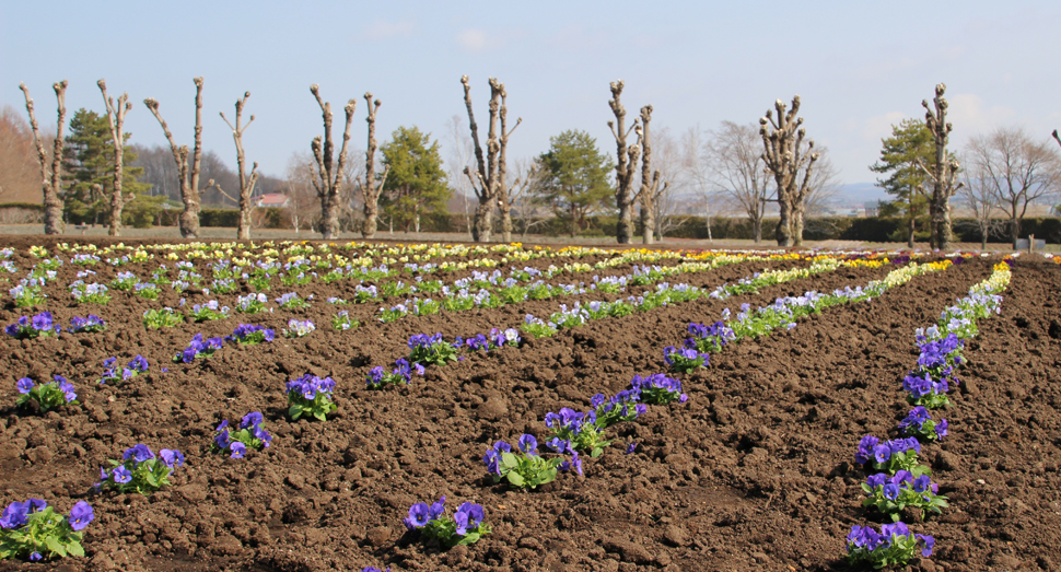 花人の畑にはビオラが植わりました