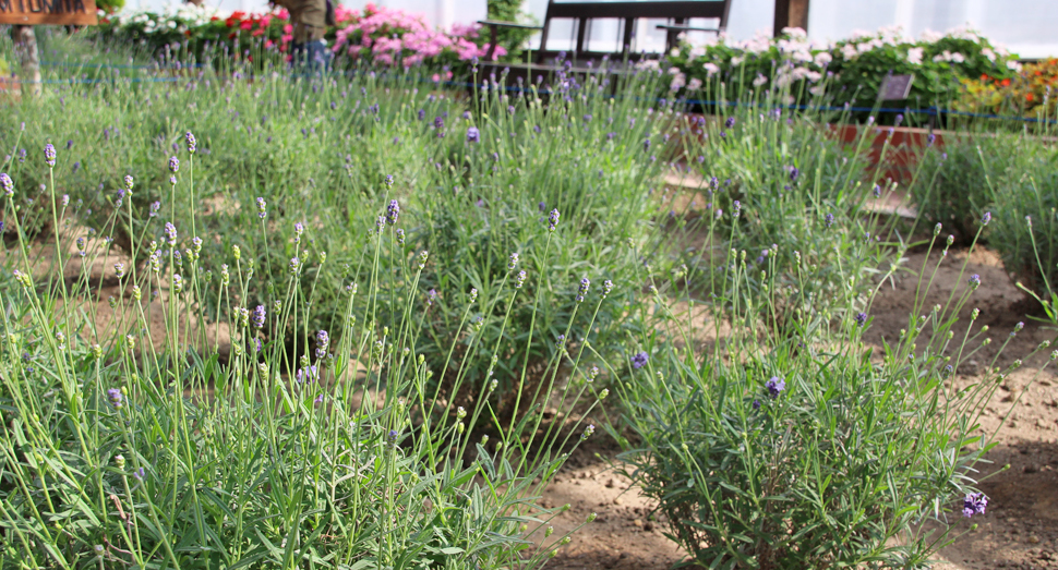 小さな蕾をつけている濃紫早咲(温室)