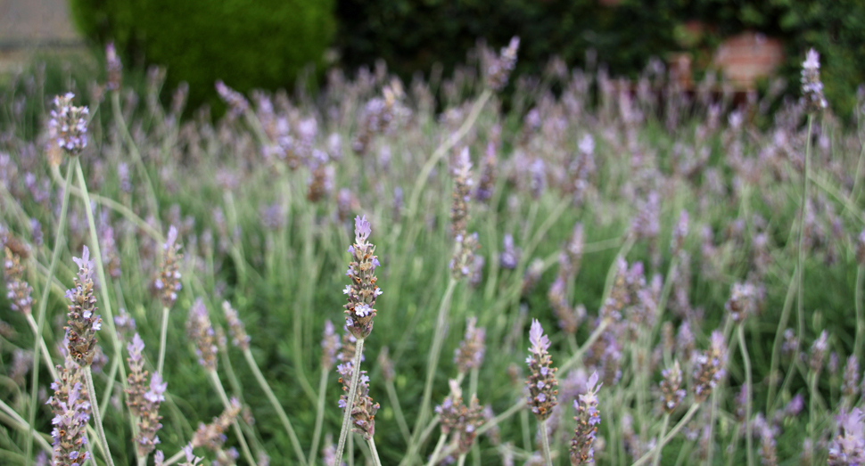 温室でデンタータラベンダーが咲き乱れています