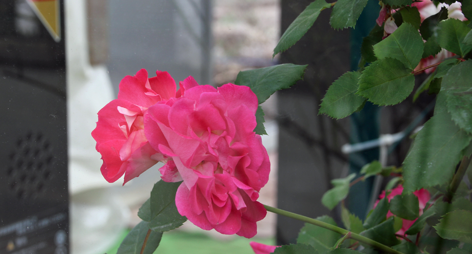 温室の窓際でバラが咲いています