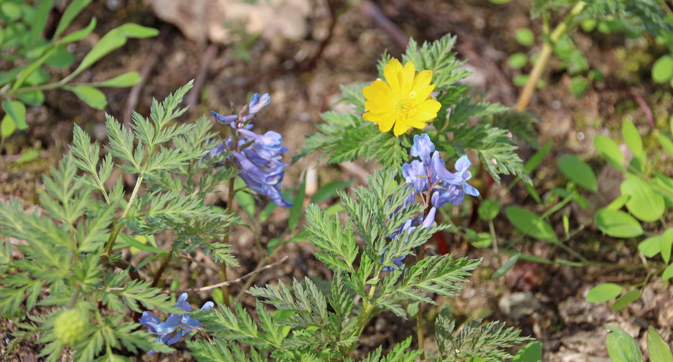 春を告げる福寿草とエゾエンゴサク