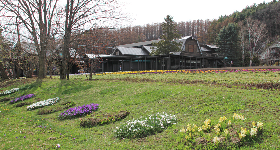 花人の畑の側面にはクロッカスやヒヤシンスが咲いています