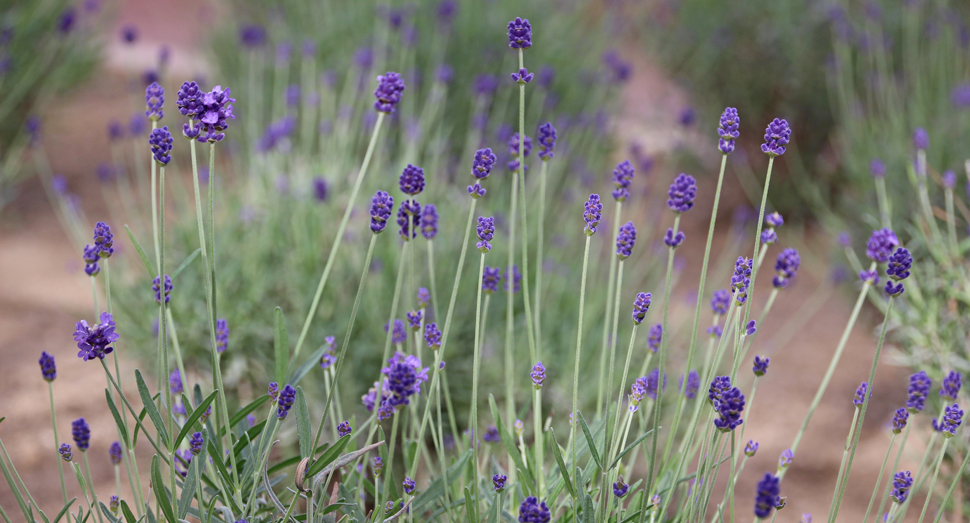しっかりと蕾が色づいている濃紫早咲(温室)