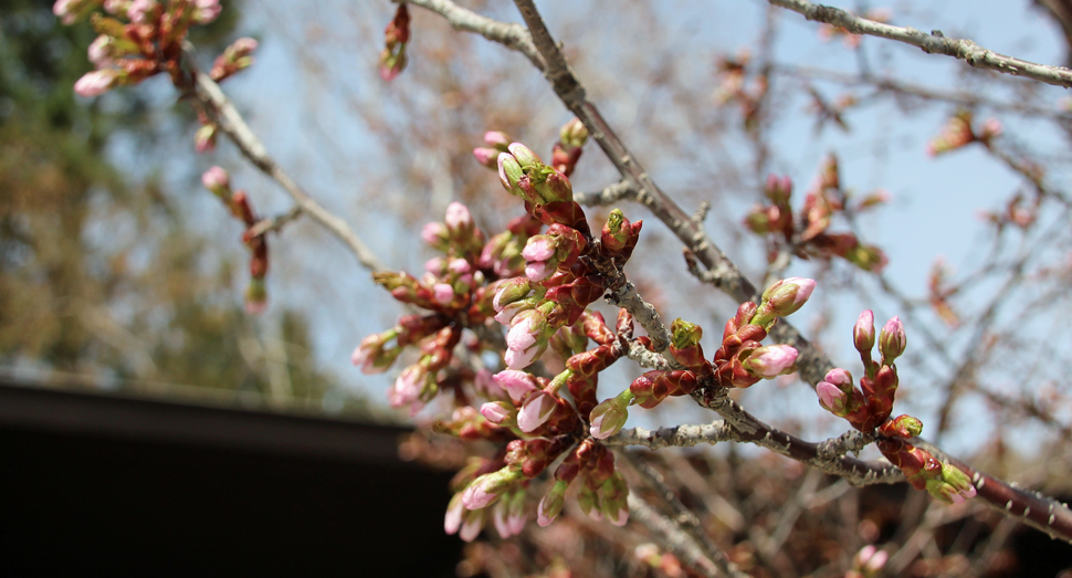 ポプリの舎前のサクラのつぼみが膨らんできました