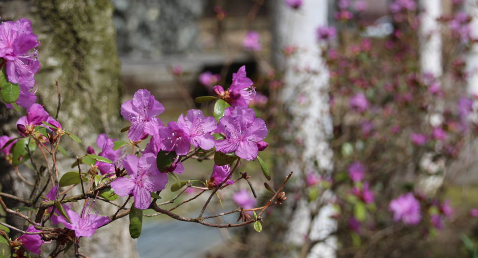 ツツジが園内を春らしく彩ります