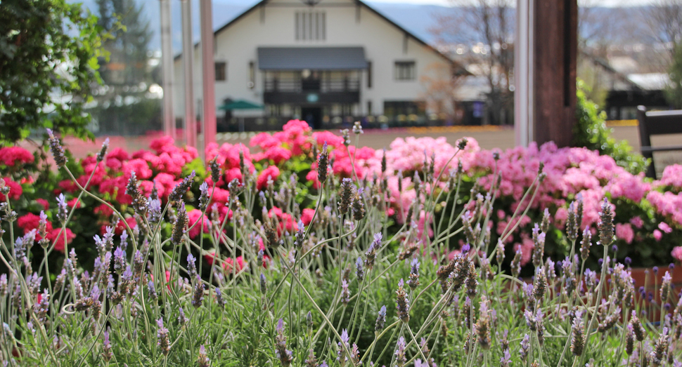 温室のデンタータラベンダーとゼラニウムが見頃です