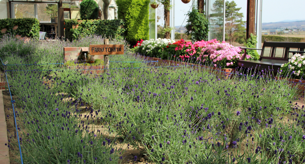 温室のラベンダー濃紫早咲もつぼみが色濃くなってきました