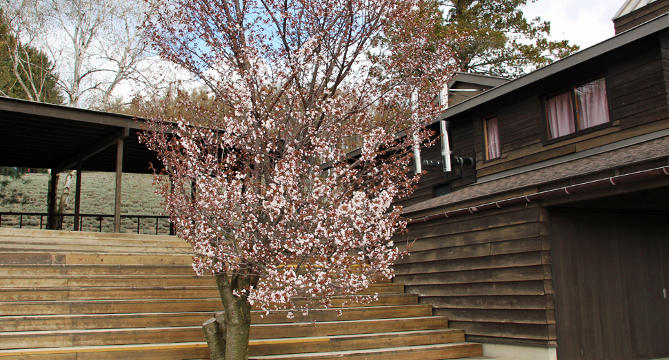 3分咲きくらいでしょうか(ポプリの舎)