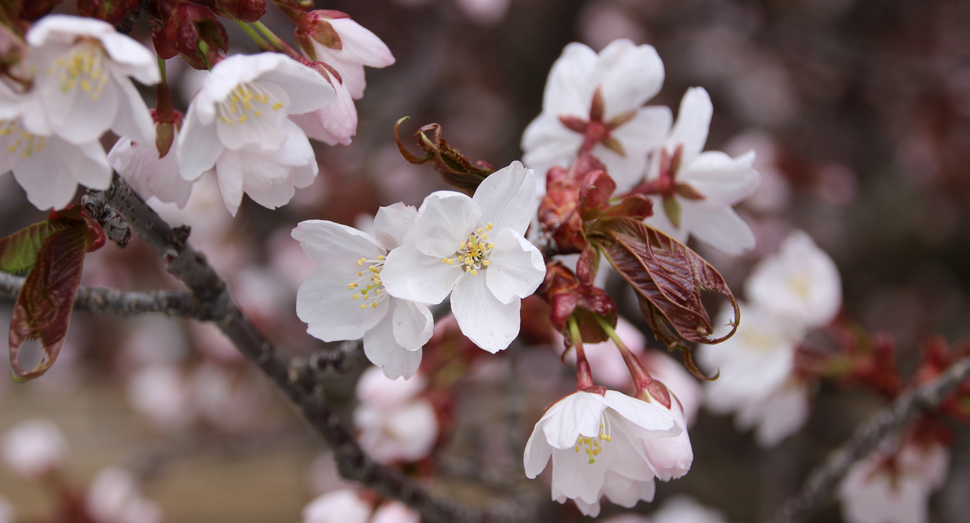 ポプリの舎のエゾヤマザクラが開花していました