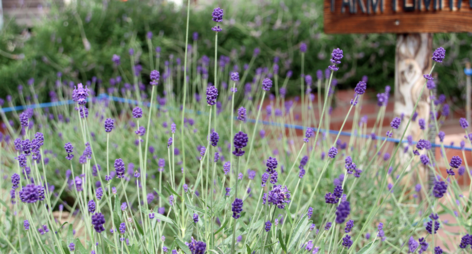 ぷっくりした濃紫早咲の蕾(温室)