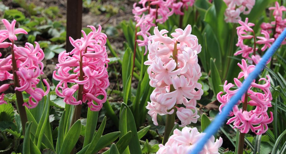 可憐な花姿のヒアシンス