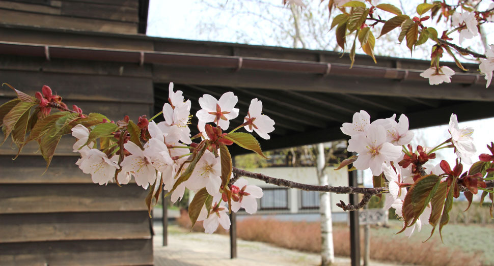 淡く優しい花色です(ポプリの舎)