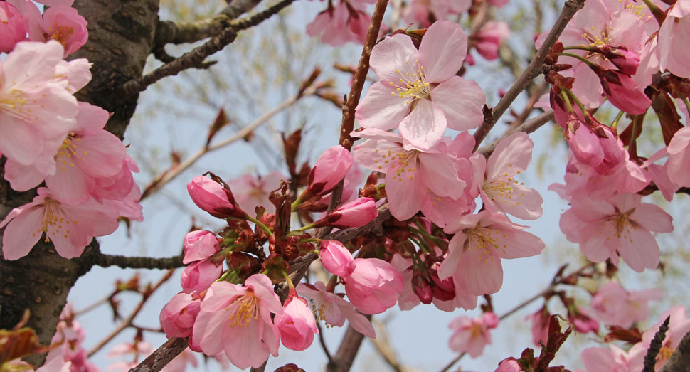 こちらは少し濃いめの花色です(ポプラ並木付近)