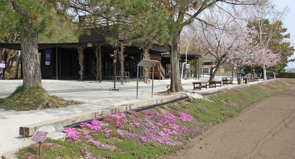 シバザクラも咲き始めました(倖の畑)