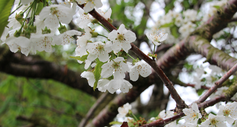 マザーズガーデンのサクランボの花が咲き始めました