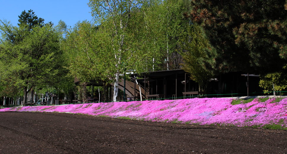 シバザクラの開花が進みました