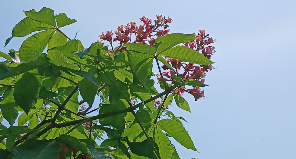 桃色の可愛い花を咲かせるベニバナトチノキ