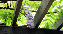 藤の花が咲き始めました