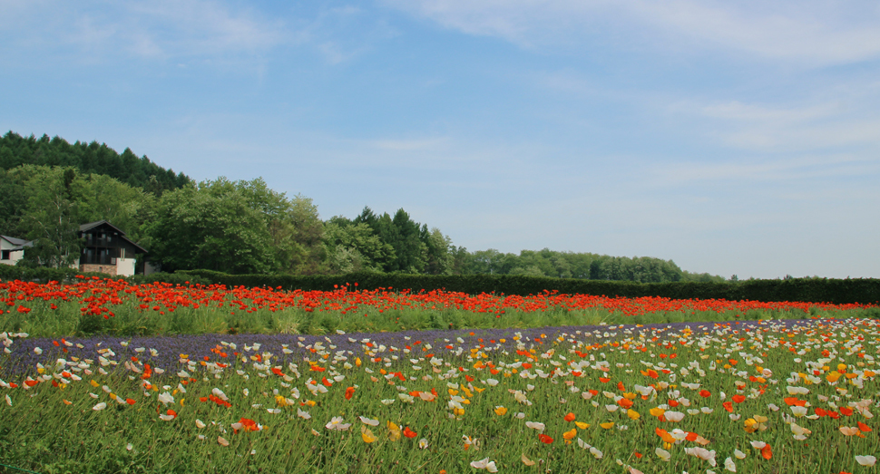 色とりどりの花を楽しめる春の彩りの畑