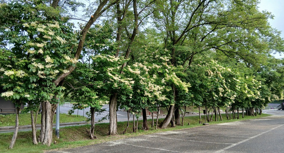 満開の「ニセアカシア」