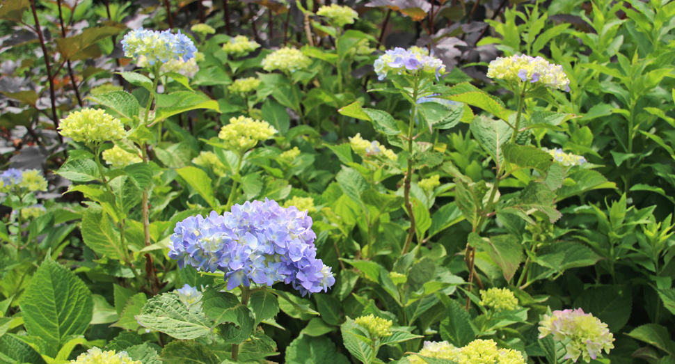 「マザーズガーデン」で紫陽花が咲き始めていました