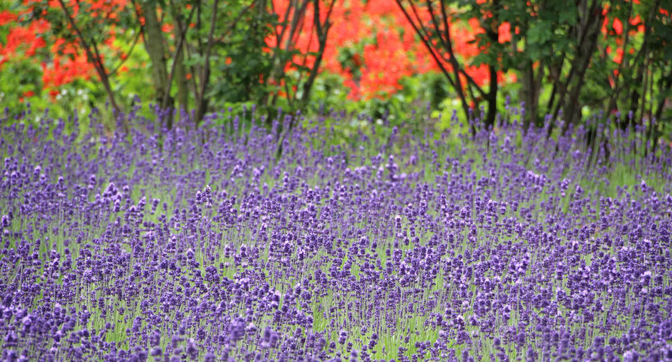 蒸留の舎前の濃紫早咲も開花し始めました