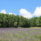 日差しが夏らしくなってきました