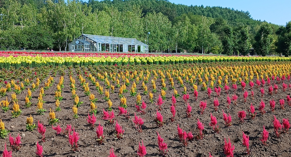 花人の畑