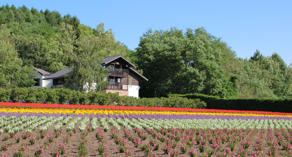 ラベンダー以外の花々もお楽しみいただけます(秋の彩りの畑)