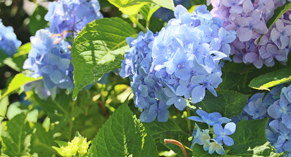 雨上がりで生き生きとしている紫陽花