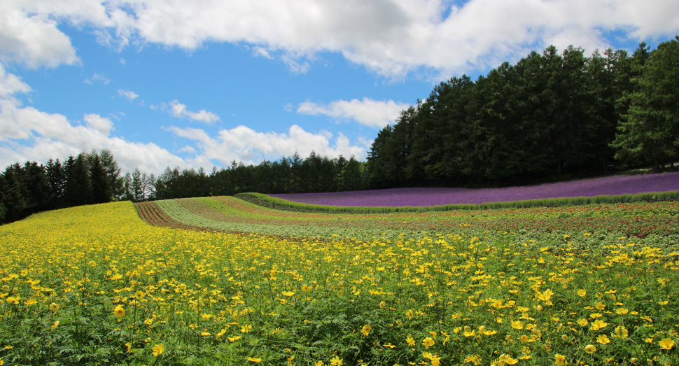 彩りの畑も花々が成長中です