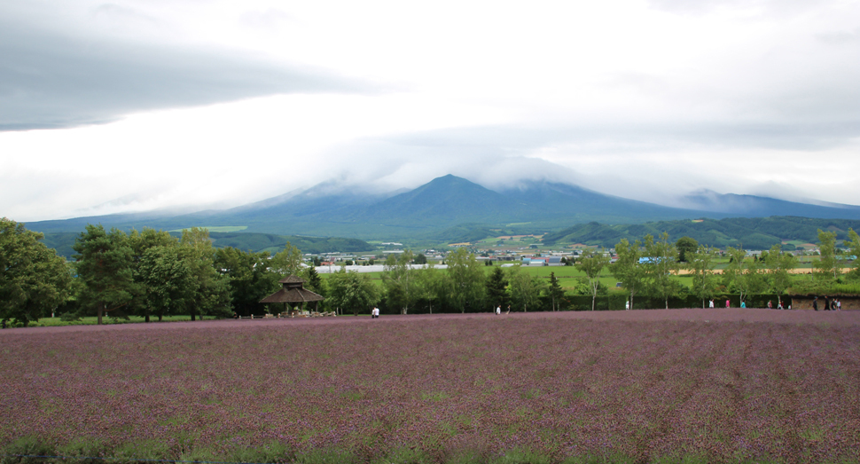 倖の畑のラベンダー濃紫早咲は見頃が過ぎてしまいましたが