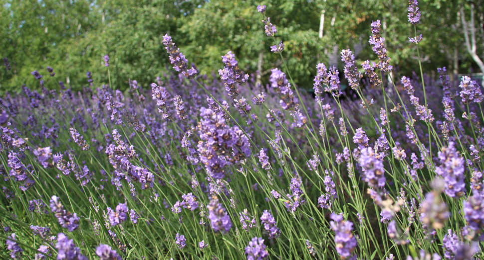 外の花畑ではラバンジンが見頃ですが･･･