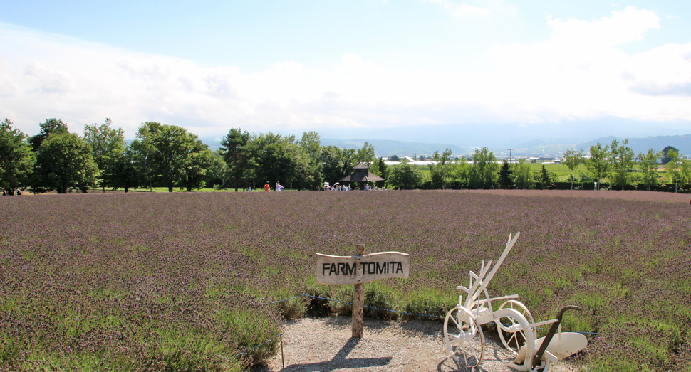 お天気も良くお散歩日和になりそうです