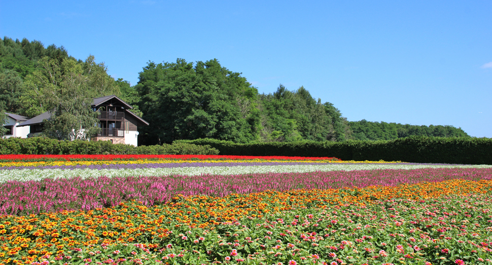 青空に映える秋の彩りの畑の花々