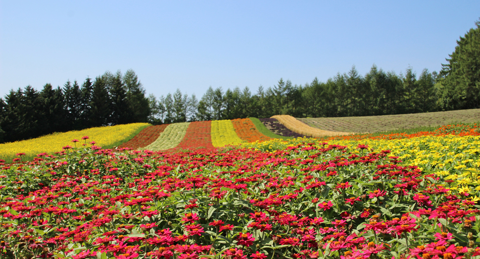 色あざやかに咲く彩りの畑の花々