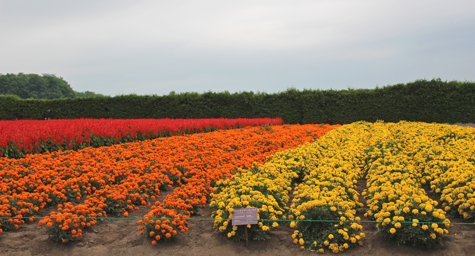 色とりどりの花畑が皆様をお待ちしています(秋の彩りの畑)