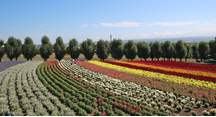 色とりどりの花々が見頃です