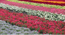 秋の花々の見頃が続いています