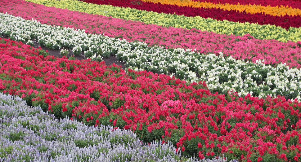 この花畑はどこでしょうか？