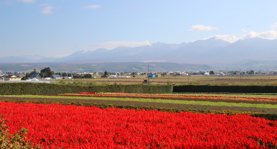 秋の彩りの畑の真っ赤なサルビアと十勝岳連峰