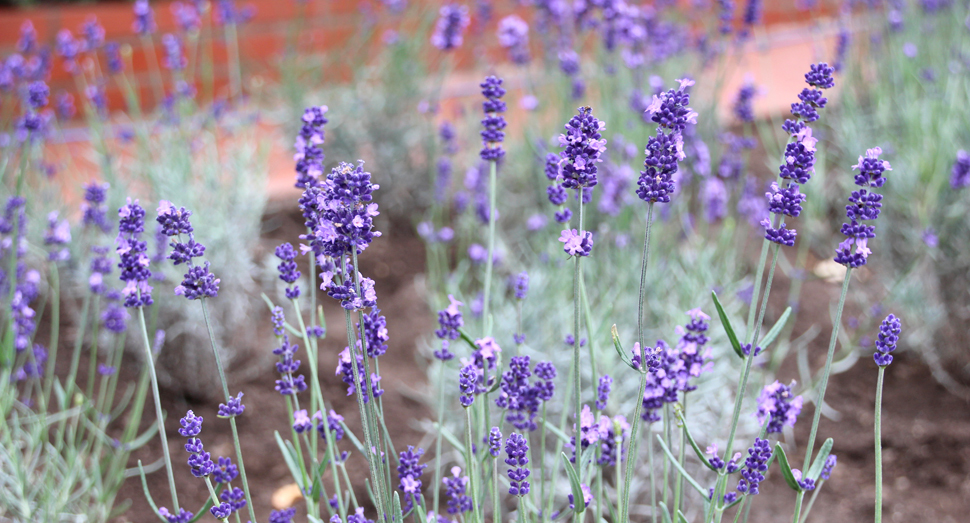 蕾は濃い紫色ですが、花は淡い色合いです(濃紫早咲)